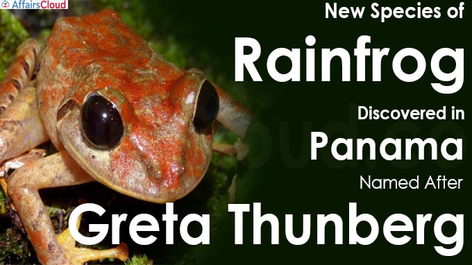 New Species of Rainfrog Discovered in Panama Named After Greta Thunberg