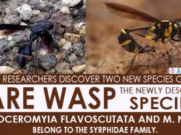Researchers discover two new species of rare wasp