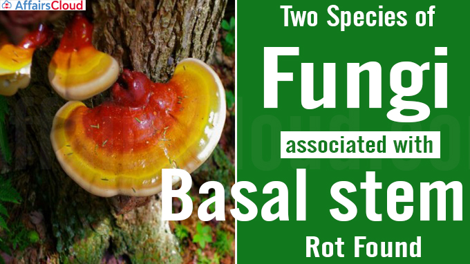 Two species of fungi associated with basal stem rot found