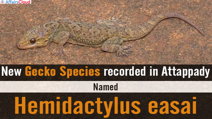 New gecko species recorded in Attappady Hemidactylus easai