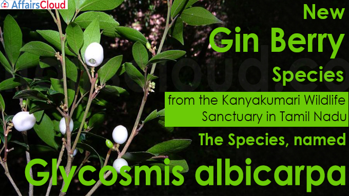 New gin berry species discovered in southern Western Ghats