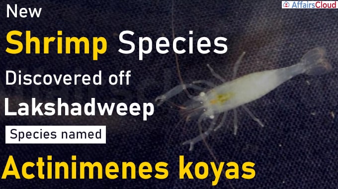 New shrimp species discovered off Lakshadweep