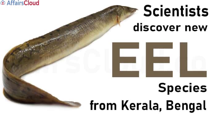 Scientists discover new eel species from Kerala, Bengal