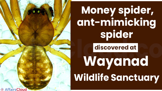 Money spider, ant-mimicking spider discovered at Wayanad Wildlife Sanctuary