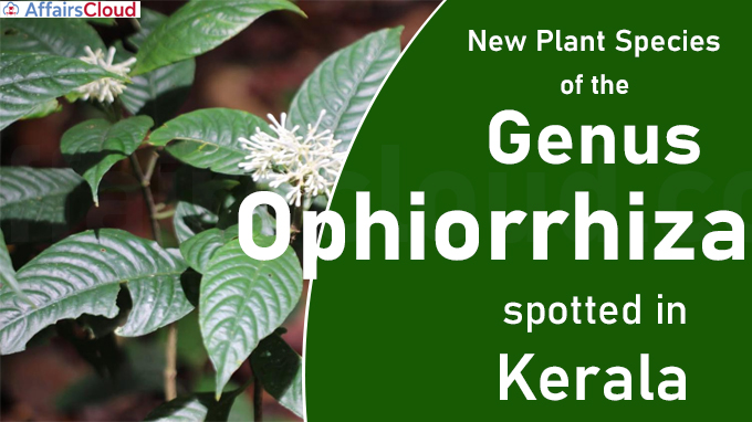 New plant species of the genus Ophiorrhiza spotted in Kerala
