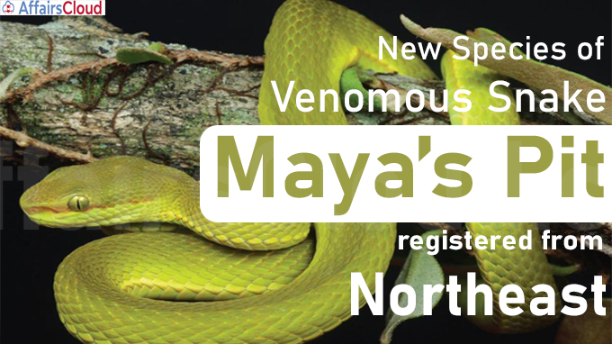 New species of venomous snake registered from Northeast
