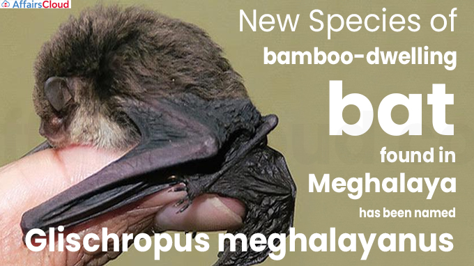 New species of bamboo-dwelling bat found in Meghalaya