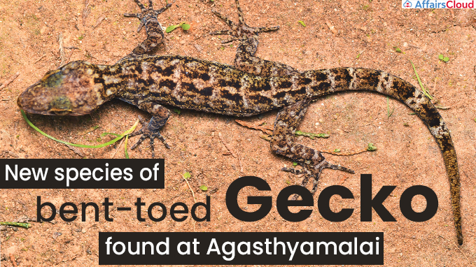 New species of bent-toed gecko found at Agasthyamalai