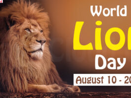 World Lion Day - August 10 2022