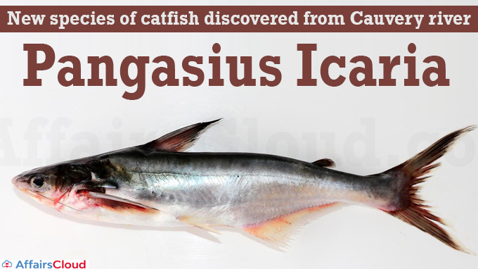 New species of catfish discovered from Cauvery river