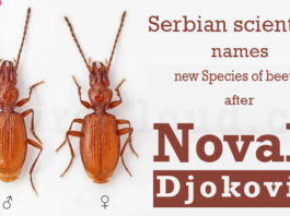 Serbian scientists name new species of beetle after Djokovic
