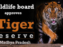 Wildlife board approves new tiger reserve in Madhya Pradesh