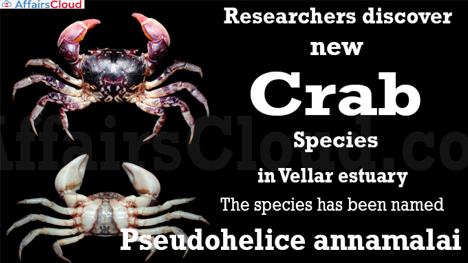 Researchers discover new crab species in Vellar estuary
