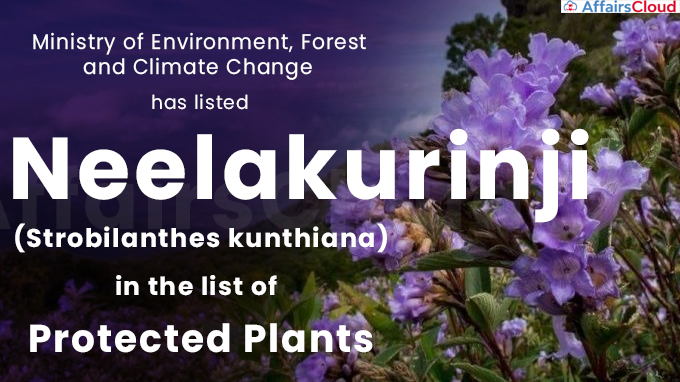 Centre puts Neelakurinji on the list of protected plants