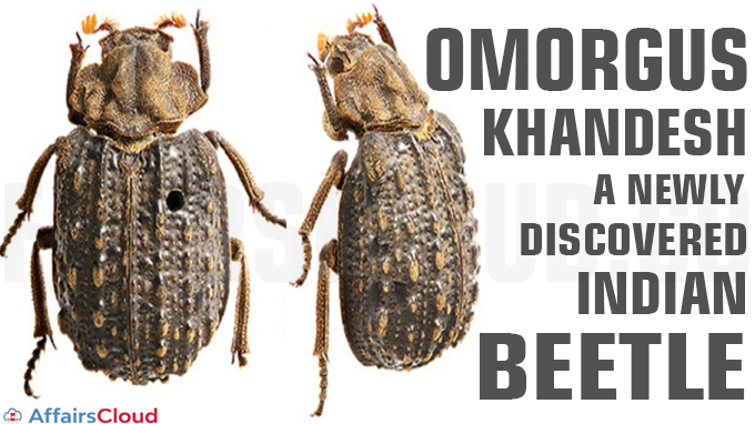 ‘Omorgus Khandesh’, a newly discovered Indian beetle