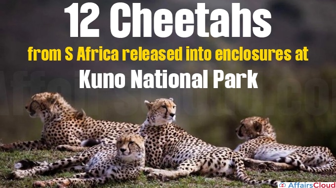 12 cheetahs from S Africa released into enclosures at Kuno National Park