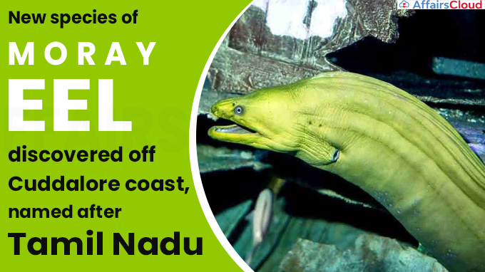 New species of Moray eel discovered off Cuddalore coast, named after Tamil Nadu