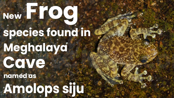 New frog species found in Meghalaya cave