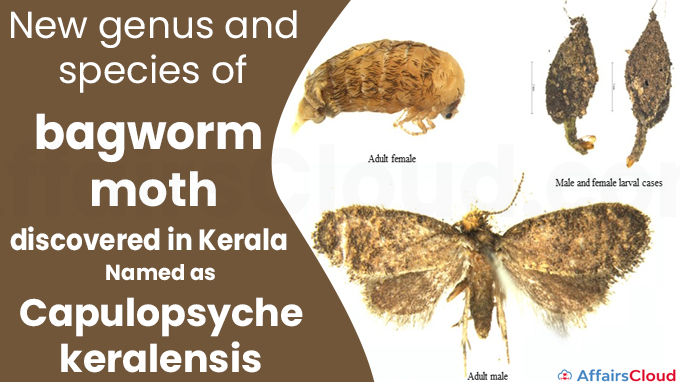 New genus and species of bagworm moth discovered in Kerala