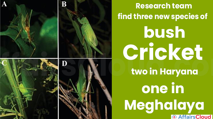 Research team find three news species of bush cricket — two in Haryana, one in Meghalaya