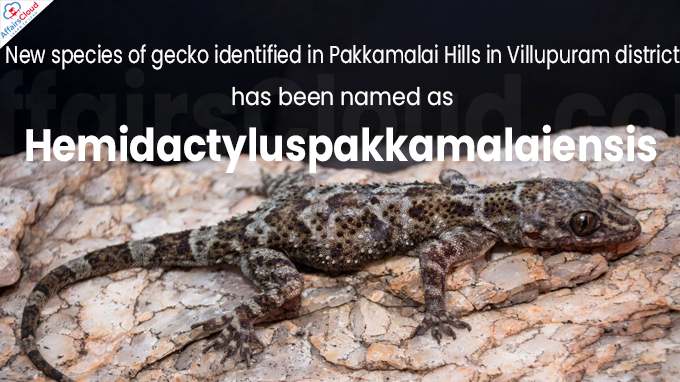 New species of gecko identified in Pakkamalai Hills in Villupuram district