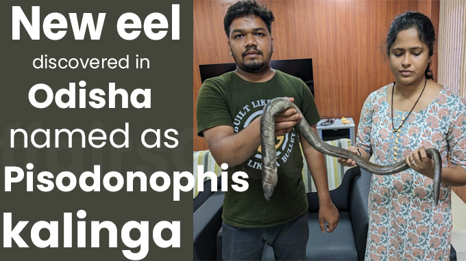 New eel discovered in Odisha named as Pisodonophis kalinga