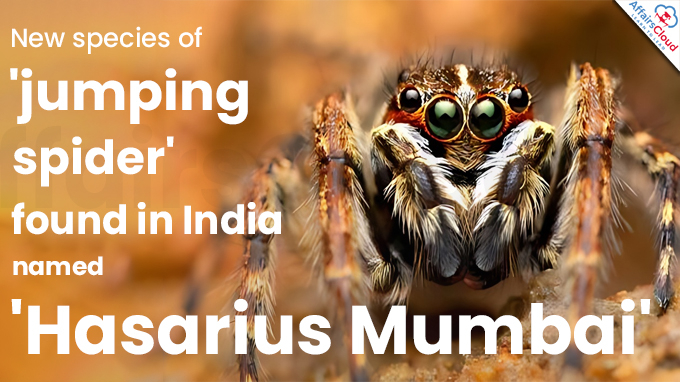 New species of 'jumping spider' found in India named 'Hasarius Mumbai'