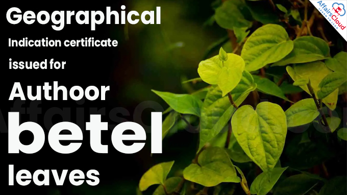 Geographical Indication certificate issued for Authoor betel leaves