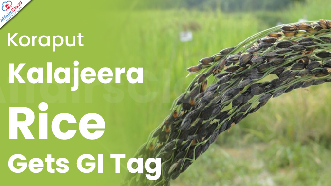 Koraput Kalajeera Rice Gets GI Tag