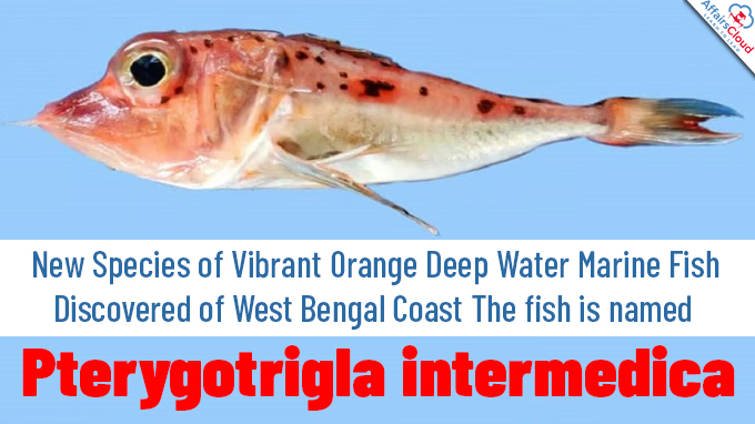 New Species of Vibrant Orange Deep Water Marine Fish Discovered of West Bengal Coast