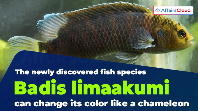 The newly discovered fish species Badis limaakumi can change its color like a chameleon