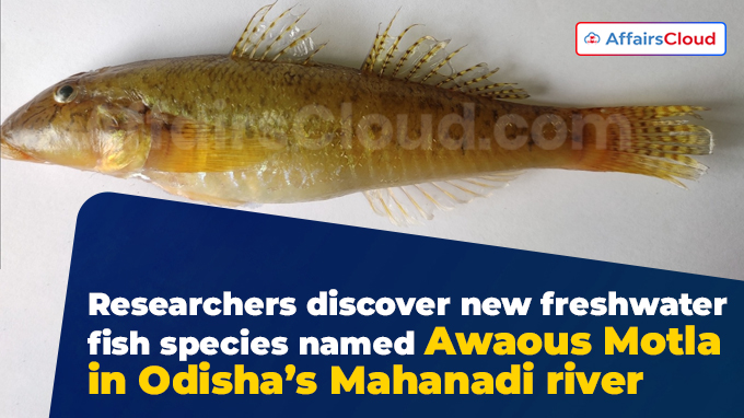 Researchers discover new freshwater fish species in Odisha’s Mahanadi river