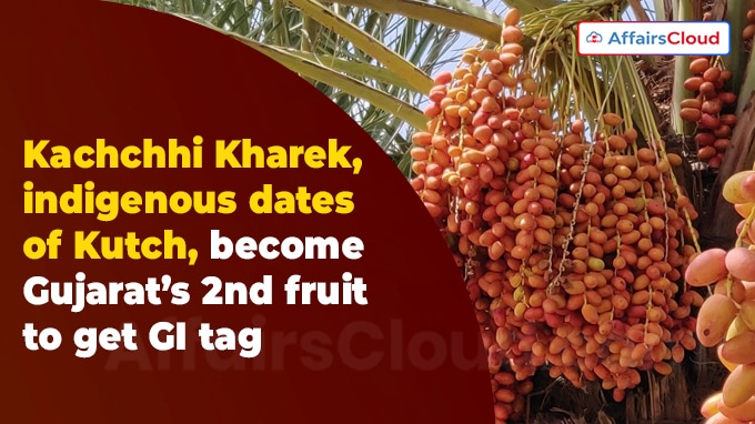 Kachchhi Kharek, indigenous dates of Kutch, become Gujarat’s 2nd fruit to get GI tag