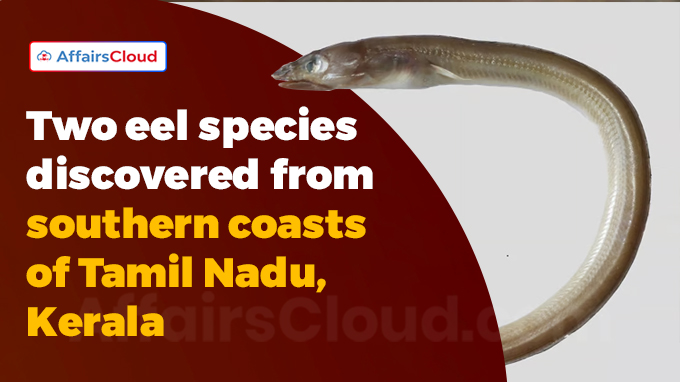 Two eel species discovered from southern coasts of Tamil Nadu, Kerala