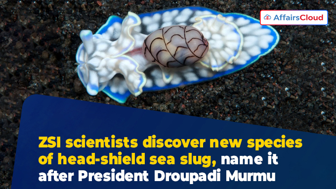 ZSI scientists discover new species of head-shield sea slug, name it after President Droupadi Murmu