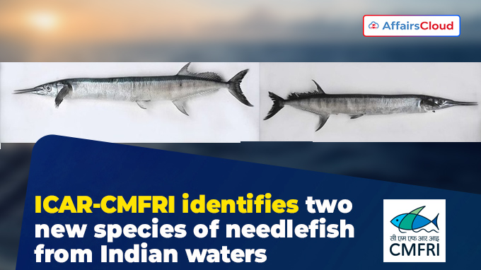 ICAR-CMFRI identifies two new species of needlefish from Indian waters