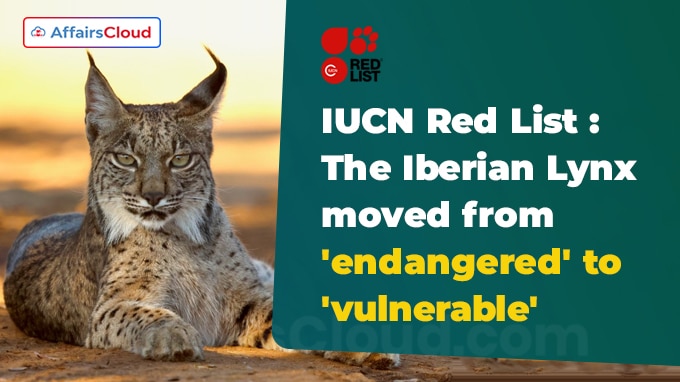 IUCN changes Iberian lynx’s status to ‘vulnerable’ from ‘endangered’