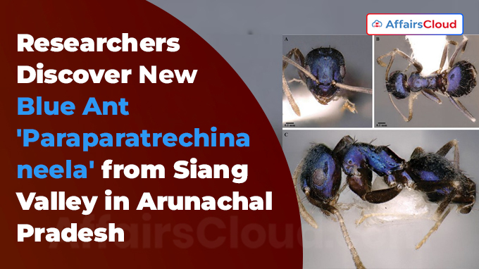 Researchers Discover New Blue Ant 'Paraparatrechina neela' from Siang Valley in Arunachal Pradesh