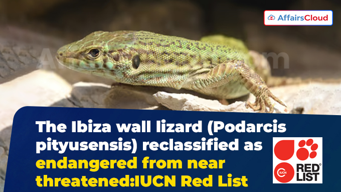 The Ibiza wall lizard (Podarcis pityusensis) reclassified as endangered from near threatened