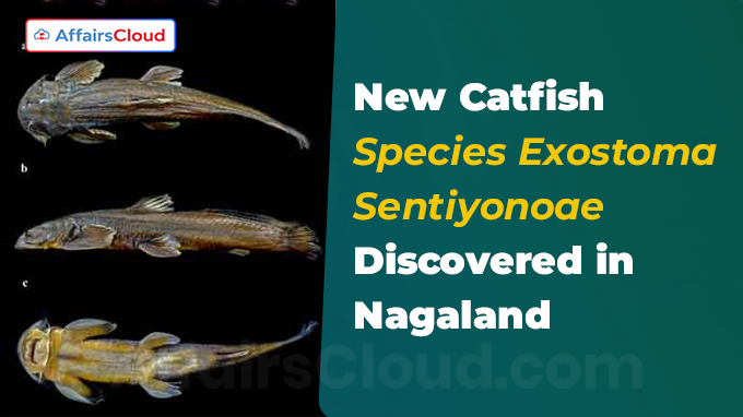New Catfish Species Exostoma sentiyonoae