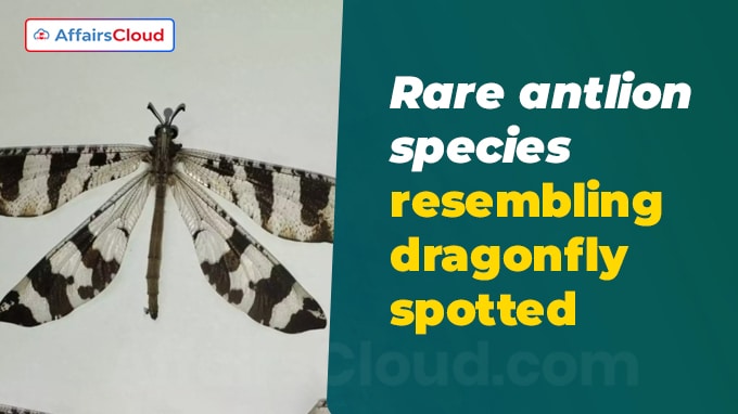 Rare antlion species resembling dragonfly spotted
