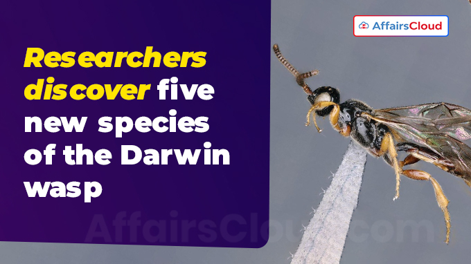 Researchers discover five new species of the Darwin wasp