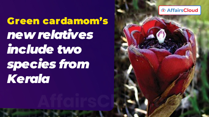 Green cardamom’s new relatives include two species from Kerala