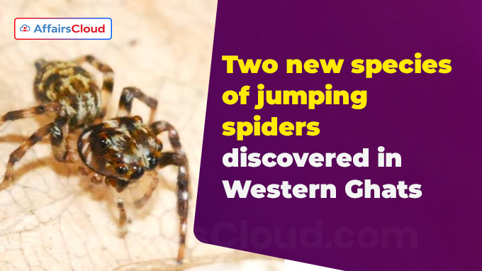 Two new species of jumping spiders discovered in Western Ghats