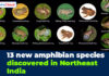13 New Amphibian Species are discovered in North-East India