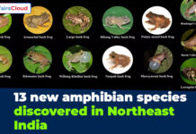 13 New Amphibian Species are discovered in North-East India